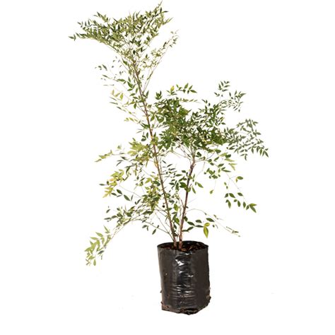 Nandina 'domestica' | Lifestyle Home Garden Online Store