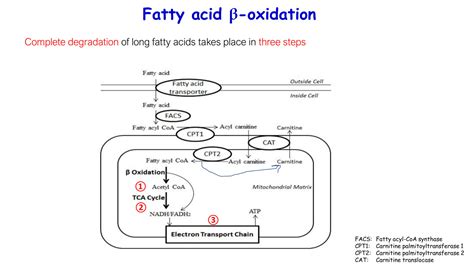 Solution 03 Fatty Acid Beta Oxidation 1 Studypool