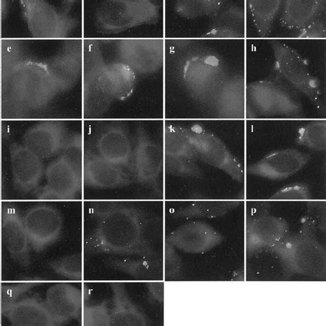 Pdf Adhesion And Inhibition Assay Of Mycoplasma Genitalium And M Pneumoniae By