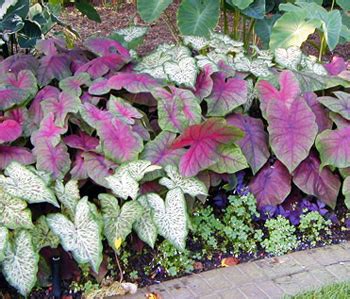 Caladiums – Wisconsin Horticulture