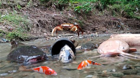 Menemukan Ikan Lele Raksasa Dalam Kolam Ikan Hias Kepiting Koi