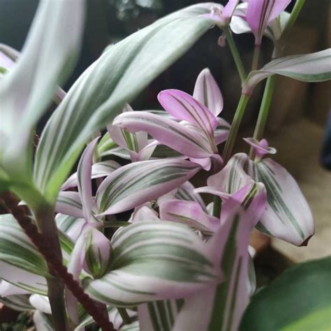 Tradescantia Fluminensis Tricolor Tu Planta Interior