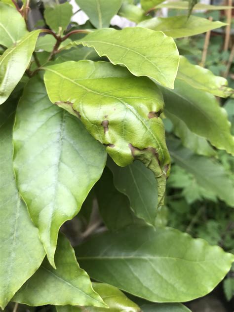 What’s wrong with my Avocado tree? Leaves are curled and brittle : r/botany