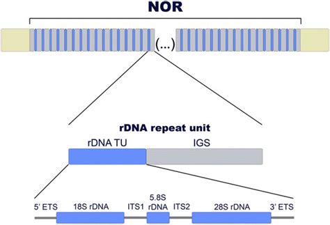 Nucleolus Organizer Region Nor Structure The Rdna Repeat Unit