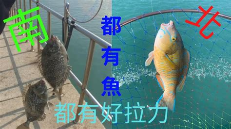 安平磯釣半天時間跑了南北堤兩邊都有魚打粉勾練餌 臭肚魚 鸚哥魚 泥猛鱼 Youtube