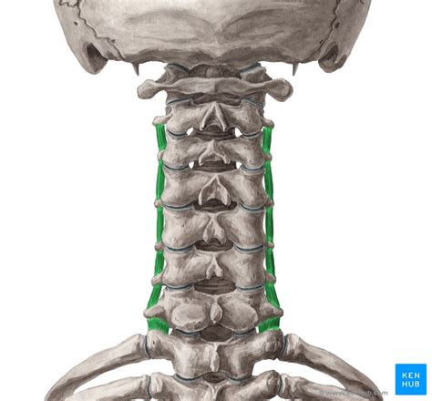 Anterior Intertransversarii Colli Anatomy Function Kenhub