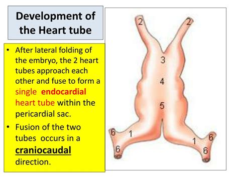 Ppt Heart Development Lecture By Prof Saeed Abuel Makarem Powerpoint