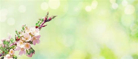 Spring Nature Background Stock Photos, Images and Backgrounds for Free ...