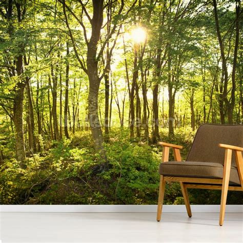 Enchanted Woodland Wallpaper Mural Wallsauce Eu