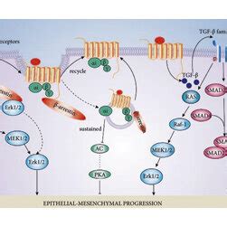 Interaction Between Cancer Cells And Non Cancer Cells Via Chemokine