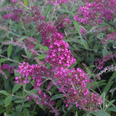 Sommerflieder Buddleja Davidii Summer Beauty Rot