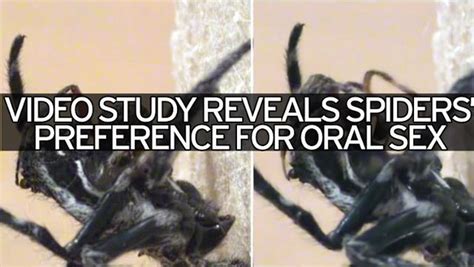 Scientists Stunned To Find Giant Female Spiders Force Males To Perform Oral Sex Mirror Online