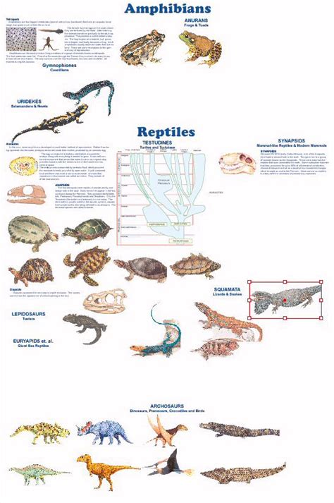 Animal Evolution Timeline