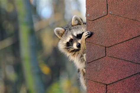 How To Keep Raccoons Off Your Property Organize With Sandy