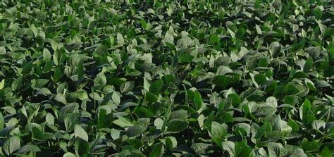 Oil Soybean, Roundup-Ready® - Nixa Hardware & Seed Company