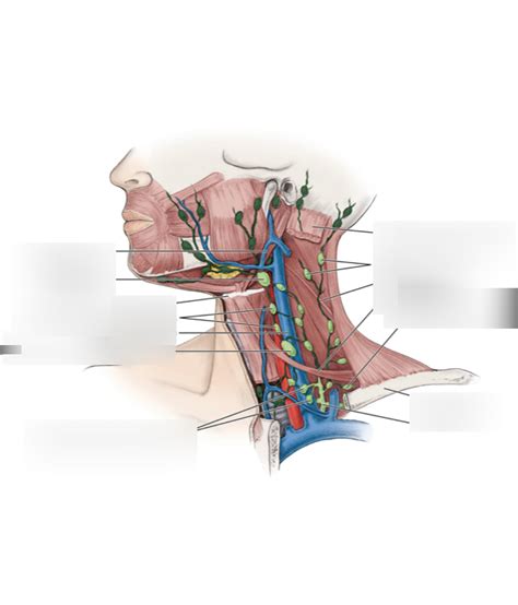 Cervical Lymph Nodes Location