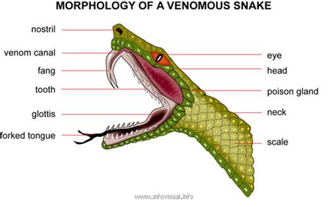 Snake Mouth Anatomy