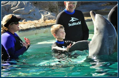 Sea World San Diego Dolphin Interaction