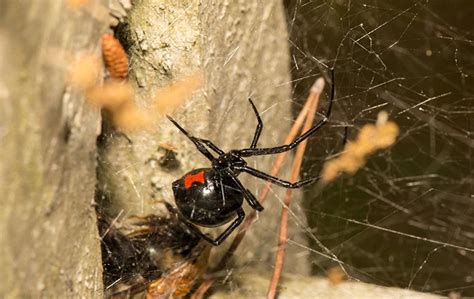 Aikens Guide To Complete Black Widow Spider Control