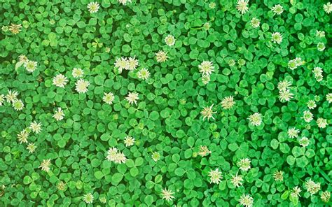 Would a Clover Lawn Work in Texas?