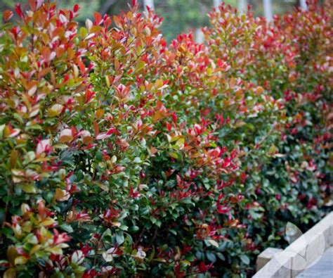 Syzygium Australe Big Red Is A Lilly Pilly Unlike Other Forms Of