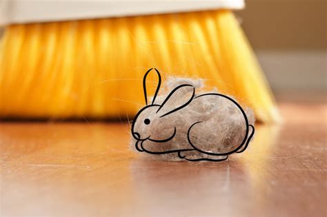 What Is A Dust Bunny