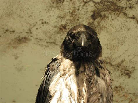 Beautiful Gray Crow Opened the Beak. Stock Photo - Image of animal ...