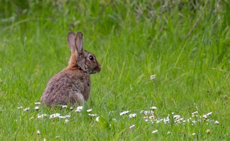 What Do Wild Rabbits Eat?