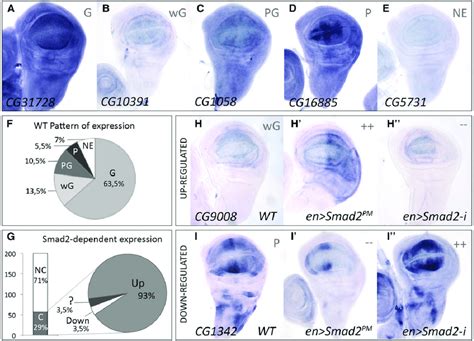 In Situ Hybridization Of Candidate Smad Target Genes A E