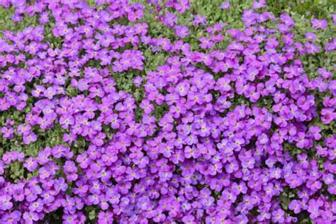 Aubrieta Deltoidea Rock Cress