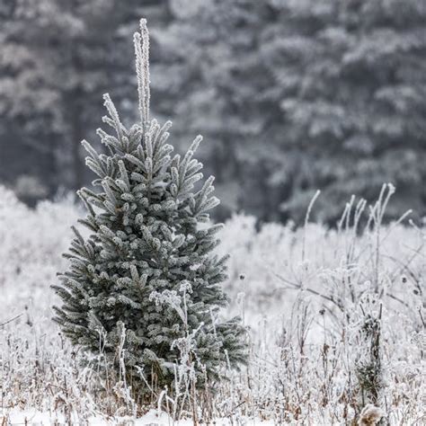 Snow Covered Green Forest Trees during Day · Free Stock Photo