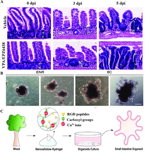 A HE Staining Of The Small Intestinal Crypt Was Performed On Days 3