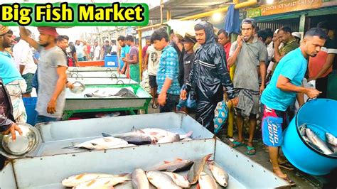 গাজীপুর জেলার সবচেয়ে বড় মাছের আড়ৎ। কালিয়াকৈর মাছ বাজার। Big Fish