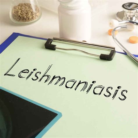 Leishmaniasis: Causes, Symptoms, And Prevention