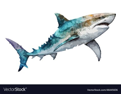 Watercolor shark Royalty Free Vector Image - VectorStock