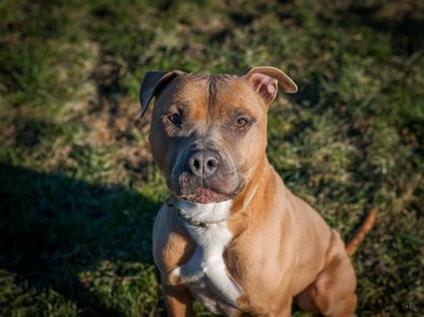 Apagi Diamond Chien American Staffordshire Terrier La Robe Fauve