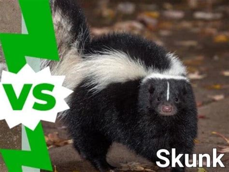 Badger vs Skunk: How to Spot the Differences and Where You Might ...