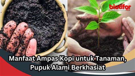 Manfaat Ampas Kopi Untuk Tanaman Pupuk Alami Berkhasiat Biotifor