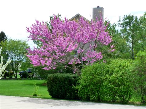 Eastern Redbud Tree In Winter