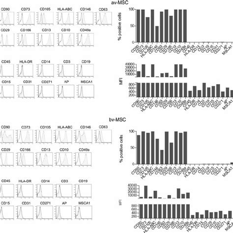 Osteogenic And Adipogenic Differentiation Potential Of Bv Mscs And