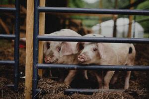 Raising Pigs For Beginners - Abundant Permaculture