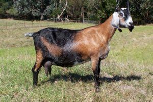 Nubian Goat - Breeds List