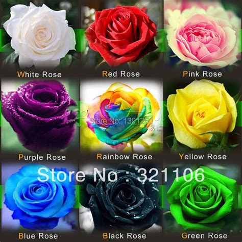 20 pcs Seeds Rare Holland Rainbow Rose,Flower Home Garden rare rainbow ...