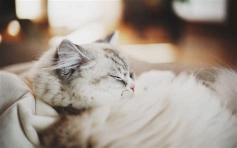 Fondos De Pantalla Blanco Gato Dormido Nariz Peludo Bigotes