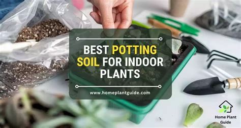 Best Potting Soil For Indoor Plants