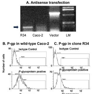 MDR1 Antisense Mediated Down Regulation Of P Glycoprotein P Gp A