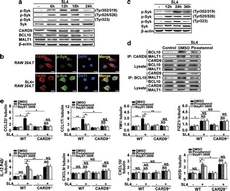 Syk Activation By Sl Cells Is Necessary For Card Bcl Malt Complex