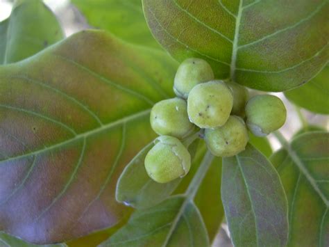 Vitex Trifolia Images Useful Tropical Plants