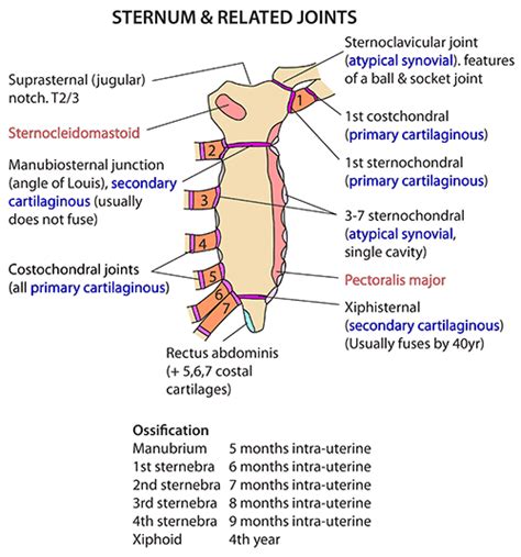 Instant Anatomy - Thorax - Areas/Organs - Sternum - Joints