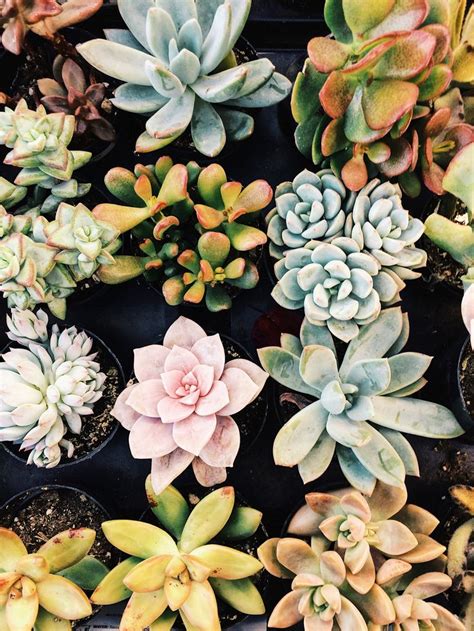 home depot succulents | Succulents wallpaper, Perfect plants, Cacti and ...